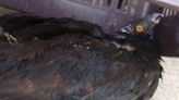 Águila muere por altas temperaturas en San Luis Potosí