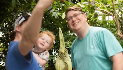 Como Park's rare, stinky corpse flower could bloom anytime. Here's how to watch.