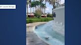 Baby gator spotted enjoying Palm Beach Gardens fountain