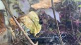 'I was freaking out:' Ontario woman shocked to see black widow spider in her groceries