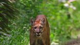 FAU student encounters one of the most elusive animals — the Florida panther