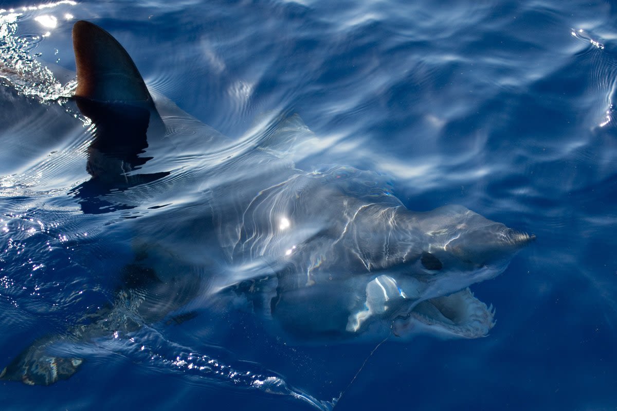 Shark attacks strike swimmers at Florida beaches: "Tragic day"