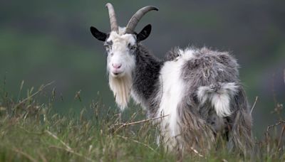 Ancient wild goat added to rare breeds watchlist to support conservation