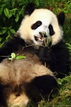 Giant panda