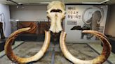 Analizan la evolución del mamut lanudo en sus 700.000 años por Siberia