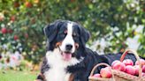 Can You Take Your Dog Apple Picking? Here Are Some Tips for the Trip