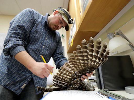 To save spotted owls, US officials plan to kill hundreds of thousands of another owl species