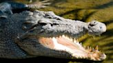 Body of Australian child killed in croc attack found