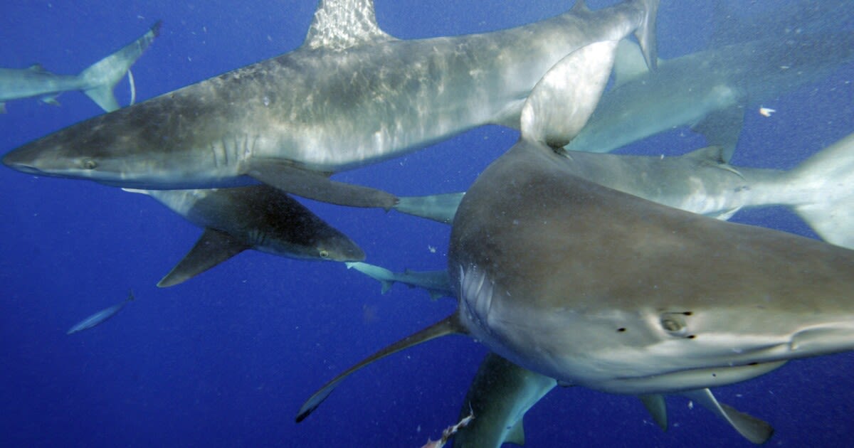 Not a B movie: Sharks are ingesting cocaine in the ocean, scientists find