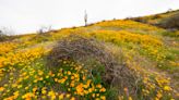 Will there be a superbloom in 2023? Here are the best places to see Arizona wildflowers