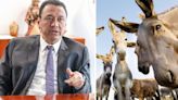 Midagri sobre propuesta de exportar carne de burro: "Es un negocio muy pequeño, no es de interés nacional"