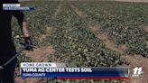 HomeGrown: Yuma Cooperative Extension samples soil - KYMA