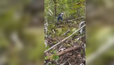 WATCH: Video shows moments where body was found by hikers in Laurel County