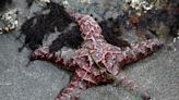 12 great spots to explore Oregon tide pools