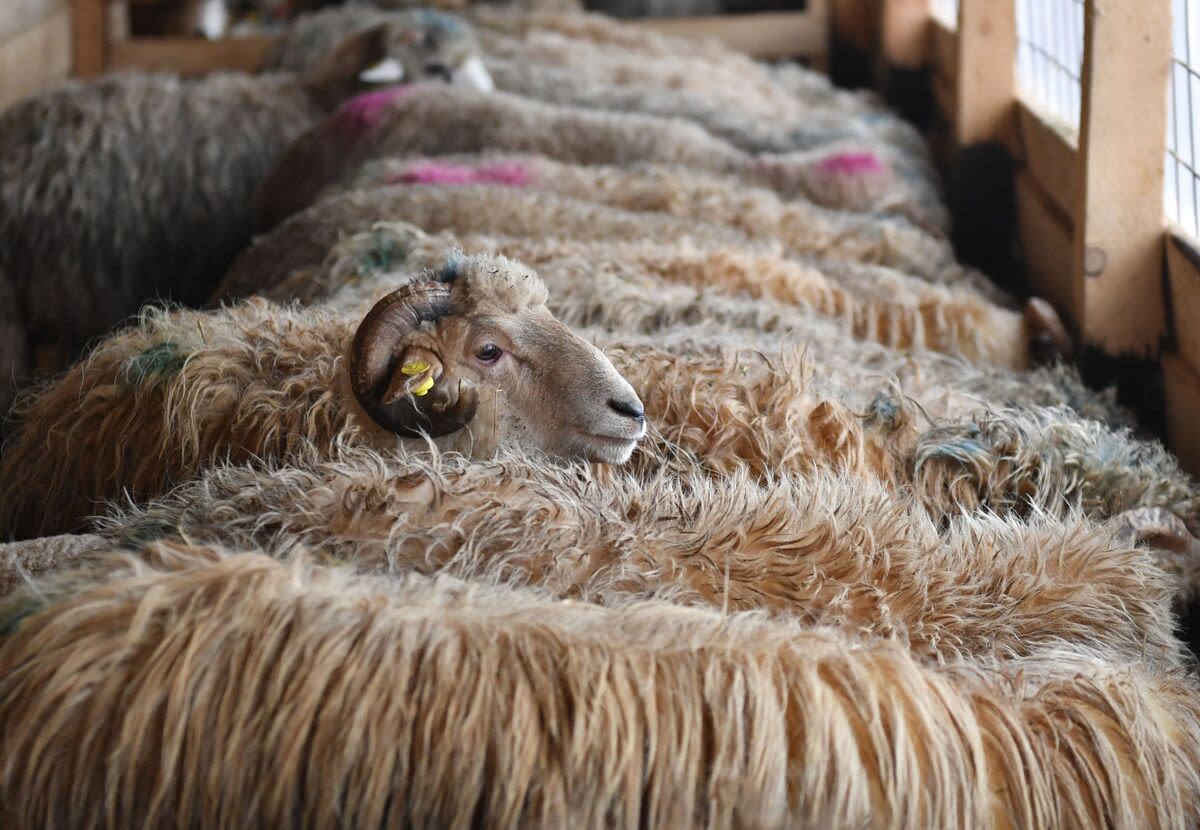 Australia to Ban Live Sheep Exports by Sea From May 2028