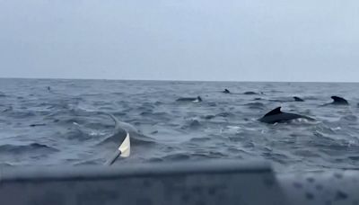 Whale pod joins solo rower in the Atlantic, rocking boat and blowing bubbles