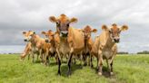 Third human case of bird flu tied to dairy cow reported in US: 'Underscores the importance of recommended precautions'