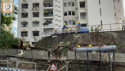 九龍塘屋苑10米高大樹倒塌 幸無擊傷途人