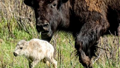 Indigenous tribes welcome rare white buffalo calf in Yellowstone ceremony