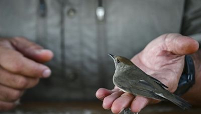 On remote Greek island, migratory birds offer climate clues