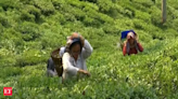 India's May tea output falls 30%, lowest level in over a decade - The Economic Times