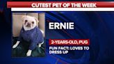 Cutest pet of the week: Ernie