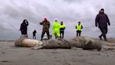 Nearly 2,500 seals mysteriously found dead in southern Russia