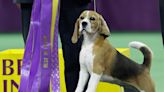 Exeter woman to judge terriers at prestigious Westminster Kennel Club Dog Show