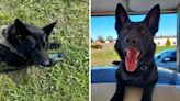 K-9 helps find stolen phone with insulin monitor on it