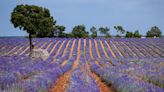 Delighting in the Lavender Fields of Central Spain