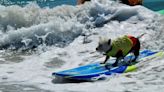 Surf’s Up: Pups Catch Waves at World Dog Surfing Championships