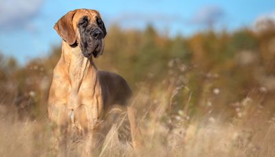 Massive Great Dane is crowned world’s tallest dog by Guinness World Records