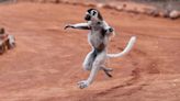 U.K. Zoo Welcomes Extremely Rare 'Dancing Lemur' Baby