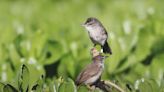 Critically endangered Hawaiian bird brought back from brink of extinction: ‘An exciting, collaborative victory’