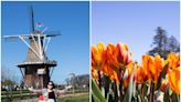 I went to the annual tulip festival in a small Michigan city surrounded by Dutch culture and traditions. Here's what it was like.