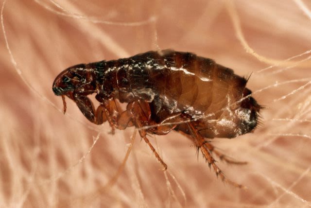 How To Keep Fleas Out Of Your Yard, According To Experts