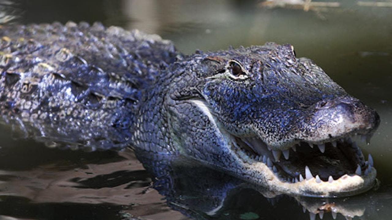 Alligator encounter advice offered - Talk Business & Politics