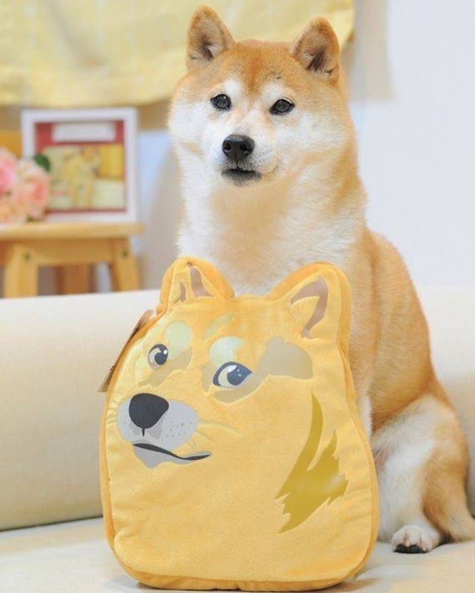 The Beloved Doge Meme Dog Has Died - Rest In Peace Kabosu