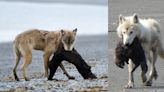 Watch rare footage of wolf hunting sea otter in Alaska at low tide