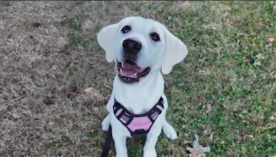 Shocking video captures woman abandoning puppy in broad daylight in New Rochelle