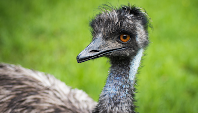 Emu Adopts Baby Duckling As His Own and the Love Is Overflowing