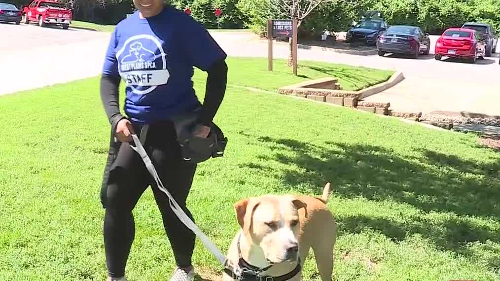 Lucas the Labrador now in a foster home after spending over 500 days in Kansas animal shelter