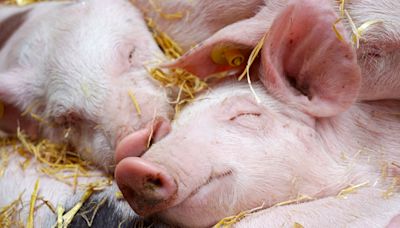 Rescued Pigs Found Cuddling for the First Time During Thunderstorm Are Warming Hearts