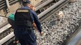 Metro CDMX hoy: Perrito invade vías en Línea 3 y provoca retrasos en servicio