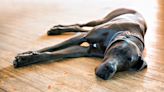 New 'Giant' Dog Beds at Costco Will Have Pet Parents in Line