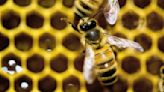 Vermont governor vetoes bill to restrict pesticide that is toxic to bees, saying it’s anti-farmer