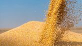 Los desafíos del maíz argentino en el mercado Internacional