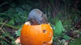Solved! How to Keep Squirrels Away From Pumpkins