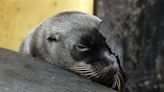 Safari park keepers’ joy as third sea lion pup is born within a year