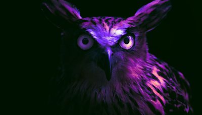 Night Owls Have Superior Cognitive Function, Study Finds
